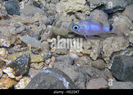 (Apogon cardinalfish annularis), am Meeresgrund, Ägypten, Rotes Meer Stockfoto