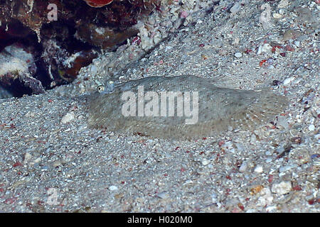 Panther Flunder (Bothus pantherinus), am Meeresgrund, Ägypten, Rotes Meer Stockfoto