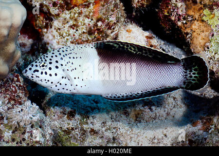 Clown coris (Coris aygula), Weibliche, Ägypten, Rotes Meer Stockfoto