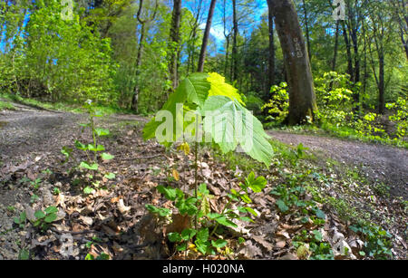 Bergahorn, tolle Ahorn (Acer pseudoplatanus), sämling in einem Wald, Deutschland, Nordrhein-Westfalen Stockfoto