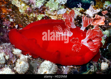 Spanische Tänzerin (Hexabranchus sanguineus), im Coral Reef, Ägypten, Rotes Meer Stockfoto