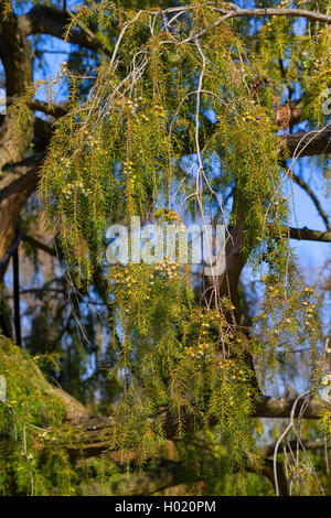 Tempel von Juniper, Nadel Wacholderbeeren (Juniperus rigida), Zweig mit unreifen Beeren Stockfoto