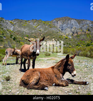 Inländische Esel (Equus asinus asinus), vier Eseln in die Berge, Frankreich, Provence Stockfoto