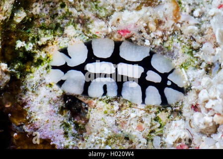 Nacktschnecken (Phyllidiidae), im Coral Reef, Ägypten, Rotes Meer Stockfoto