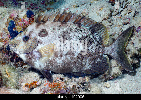 Braun - gefleckte spinefoot (siganus Stellatus), Ägypten, Rotes Meer Stockfoto