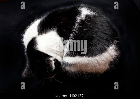 Hauskatze, Hauskatze (Felis silvestris f. catus), Aufgewickelt, Schwarz-weiße Katze Stockfoto