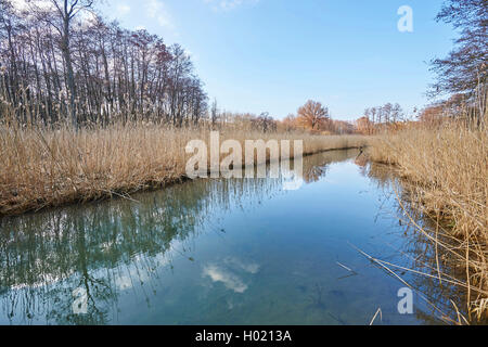 Kleiner Fluß mit Schilfgürtel in einem Sumpf im Winter, Deutschland, Bayern, Oberpfalz Stockfoto