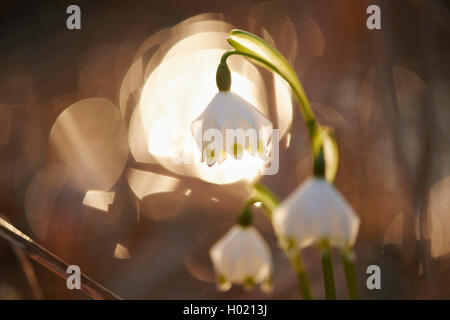 Märzenbecher (Leucojum vernum), weiße Blüten im Gegenlicht, Deutschland, Bayern, Oberpfalz Stockfoto