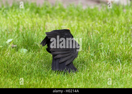 Amsel (Turdus merula), männlich Sonnenbaden, Deutschland Stockfoto