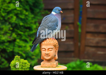 Ringeltaube (Columba palumbus), sitzt auf der Buddha Kopf (gartendekoration), Deutschland Stockfoto