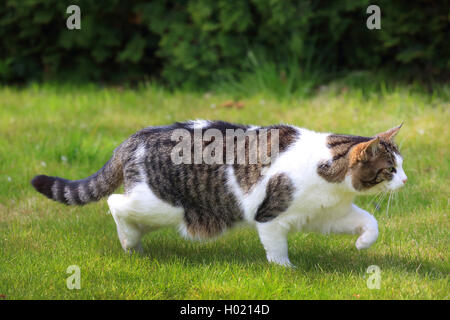 Hauskatze, Hauskatze (Felis silvestris f. catus), Jagd, Deutschland Stockfoto