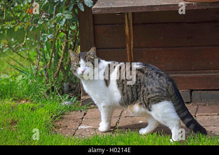 Hauskatze, Hauskatze (Felis silvestris f. catus), im Garten, Deutschland Stockfoto