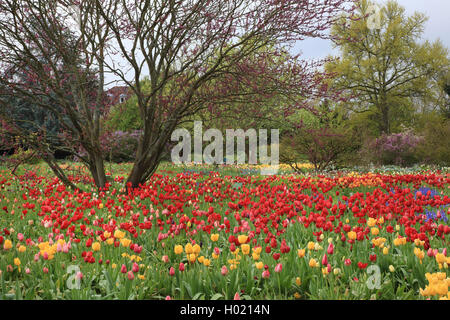 Judas Tree (Cercis siliquastrum), blühende Judas Baum in einem Park mit Tulpen, Deutschland Stockfoto