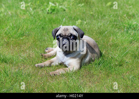 Pug (Canis lupus f. familiaris), Jungen pug liegen auf einer Wiese, Vorderansicht, Deutschland Stockfoto