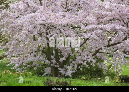 Tokio Sherry, Yoshino cherry, Potomac Kirsche (Prunus x yedoensis, Prunus yedoensis, Prunus speciosa x Prunus subhirtella), blühende, Deutschland Stockfoto