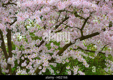 Tokio Sherry, Yoshino cherry, Potomac Kirsche (Prunus x yedoensis, Prunus yedoensis, Prunus speciosa x Prunus subhirtella), blühende, Deutschland Stockfoto