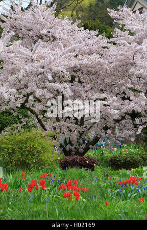 Tokio Sherry, Yoshino cherry, Potomac Kirsche (Prunus x yedoensis, Prunus yedoensis, Prunus speciosa x Prunus subhirtella), blühende, Deutschland Stockfoto