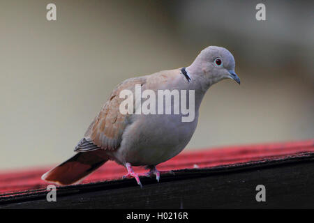 Collared dove (Streptopelia decaocto), sitzt auf einem Dach, Deutschland Stockfoto