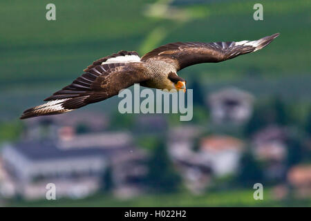 Sie, Sie eagle (Terathopius ecaudatus), im Flug Stockfoto