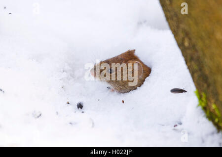 Bank vole (Clethrionomys glareolus, Myodes Glareolus), Kollegen aus dem Eingang seiner Höhle im Schnee, Deutschland Stockfoto