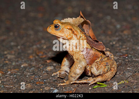 Europäische Erdkröte (Bufo bufo), sitzt auf einem Pfad, Deutschland Stockfoto