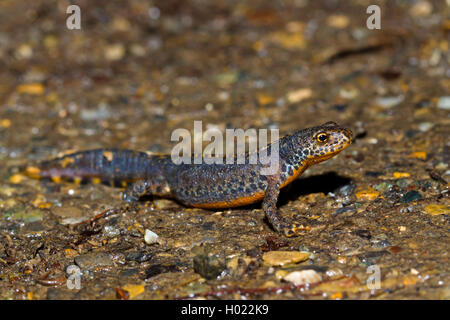 Berg-Molch, Alpenmolch, Alpen-Molch (Triturus Alpestris, Ichthyosaura Alpestris, Mesotriton Alpestris), Maennchen, Bergmolch, De Stockfoto