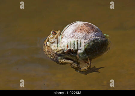 Europäische Erdkröte (Bufo bufo), mit Tennis ball, Deutschland, Baden-Württemberg Stockfoto