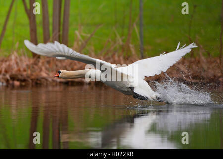 Höckerschwan (Cygnus olor), ausgehend vom Wasser, Seitenansicht, Deutschland, Baden-Württemberg Stockfoto