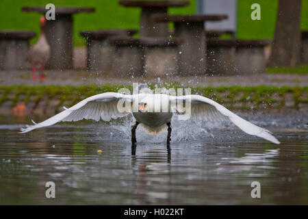 Höckerschwan (Cygnus olor), ausgehend vom Wasser, Vorderansicht, Deutschland, Baden-Württemberg Stockfoto