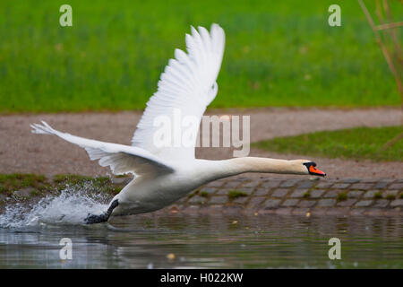 Höckerschwan (Cygnus olor), ausgehend vom Wasser, Seitenansicht, Deutschland, Baden-Württemberg Stockfoto