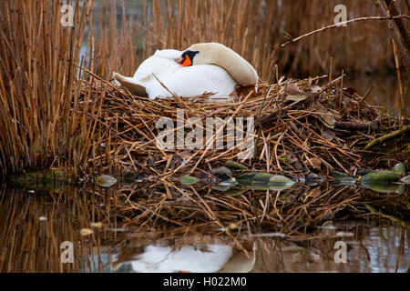 Höckerschwan (Cygnus olor), Zucht auf dem Nest, Seitenansicht, Deutschland, Baden-Württemberg Stockfoto