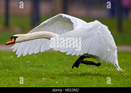 Höckerschwan (Cygnus olor), Landung auf einer Wiese, Seitenansicht, Deutschland, Baden-Württemberg Stockfoto