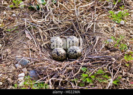 Northern Kiebitz (Vanellus vanellus), Eier im Nest, Deutschland Stockfoto