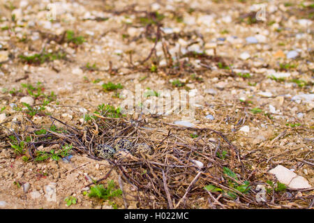 Northern Kiebitz (Vanellus vanellus), Eier im Nest, Deutschland Stockfoto