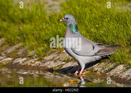 Lieferbar Taube (Columba oenas), am Ufer stehend, Seitenansicht, Deutschland, Baden-Württemberg Stockfoto