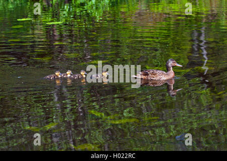 Stockente (Anas platyrhynchos), Weibliche mit Küken, Schweden Stockfoto