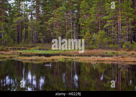 Red-throated Diver (Gavia stellata), Moor, Schweden Stockfoto