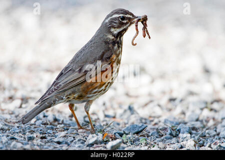 Rotdrossel (Turdus Iliacus), mit Würmern in seiner Rechnung, Schweden Stockfoto