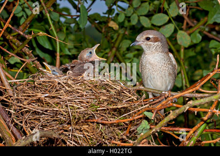 Neuntöter (Lanius collurio), Weibliche sitzend durch bettelnde Jungvögel im Nest, Deutschland Stockfoto