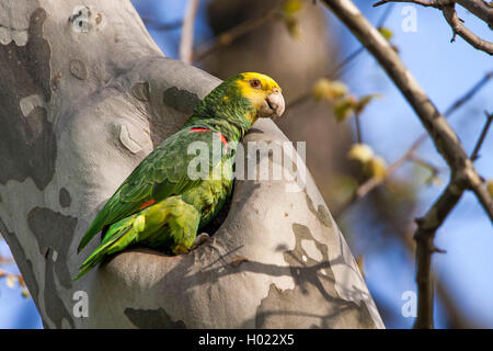 Yellow-headed Amazon (Amazona oratrix), sitzt an seinem nesthole in einer Platane, Deutschland, Baden-Wuerttemberg, Stuttgart, Rosensteinpark Stockfoto