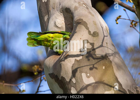 Yellow-headed Amazon (Amazona oratrix), sitzt an seinem nesthole in einer Platane, Deutschland, Baden-Wuerttemberg, Stuttgart, Rosensteinpark Stockfoto