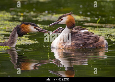 Haubentaucher (Podiceps cristatus), Fütterung der Küken, Deutschland Stockfoto