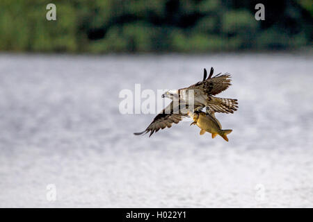 Osprey, Fisch Hawk (Pandion haliaetus), mit Karpfen gefangen in den Klauen, Deutschland, Brandenburg Stockfoto