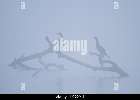 Kormoran (Phalacrocorax carbo), zwei kormorane auf Zweige auf einem Teich im Morgennebel, Deutschland Stockfoto