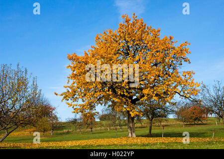 Kirschbaum, Süße Kirsche (Prunus Avium), Kirsche Baum im Herbst, Deutschland Stockfoto