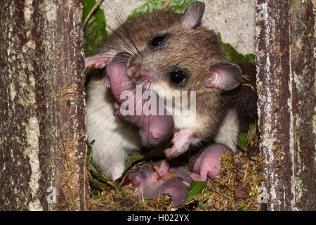 Genießbare Siebenschläfer, essbare niemand Siebenschläfer Siebenschläfer, Eichhörnchen, Fat-tailed Siebenschläfer (Glis Glis), mit Welpen in einem nistkasten, Deutschland Stockfoto