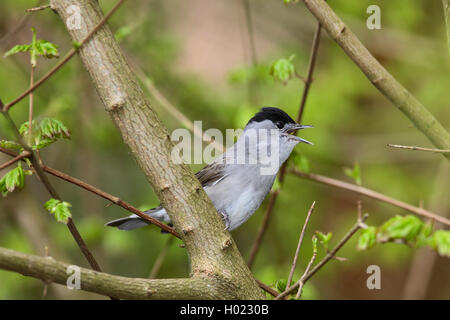 Mönchsgrasmücke (Sylvia Atricapilla), Männlich, Deutschland singen Stockfoto