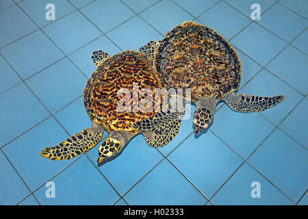 Hawksbill Schildkröte, echte Karettschildkröte (Eretmochelys imbricata), zwei ca. zwei Jahre alte hawksbill Schildkröten in einer Zuchtstation, Indonesien, Bali Stockfoto