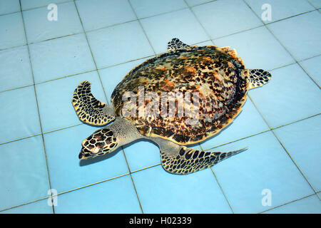 Hawksbill Schildkröte, echte Karettschildkröte (Eretmochelys imbricata), ca. zwei Jahre alt hawksbill Sea Turtle in einer Zuchtstation, Indonesien, Bali Stockfoto