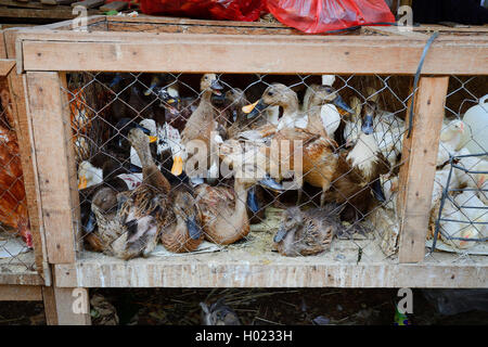 Inländische Enten (Anas platyrhynchos f. domestica), Enten zum Verkauf auf einen Markt in Seririt, Indonesien, Bali, Seririt Stockfoto